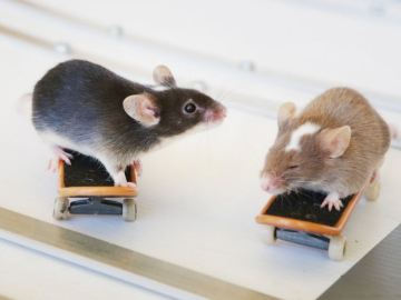 Dos de los ratones descansando Dos de los ratones descansando