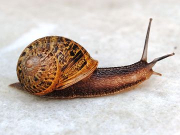Caracol Caracol