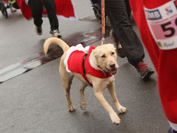 Perro corriendo una carrera Perro corriendo una carrera