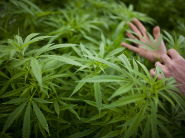 Una plantación de marihuana Una plantación de marihuana