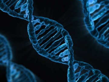 Recreaci&oacute;n de los genes en el ADN