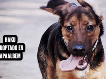 I Carrera solidaria por la adopci&oacute;n 3