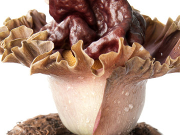 Planta Knojac, de donde procede el glucomanano