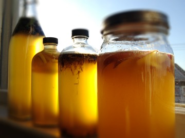 Té de Kombucha Té de Kombucha