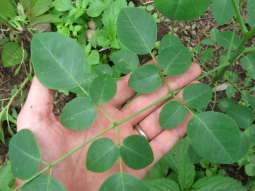 Planta de la moringa Planta de la moringa