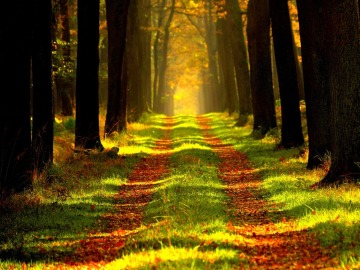 La naturaleza es buena para tu salud La naturaleza es buena para tu salud