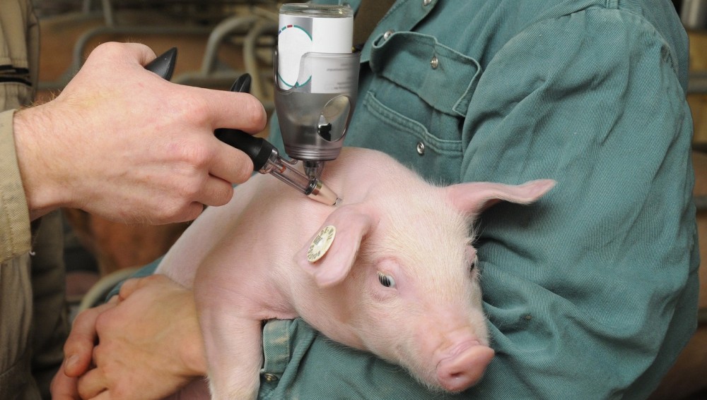 La vacunación de los animales evita el abuso de antibióticos